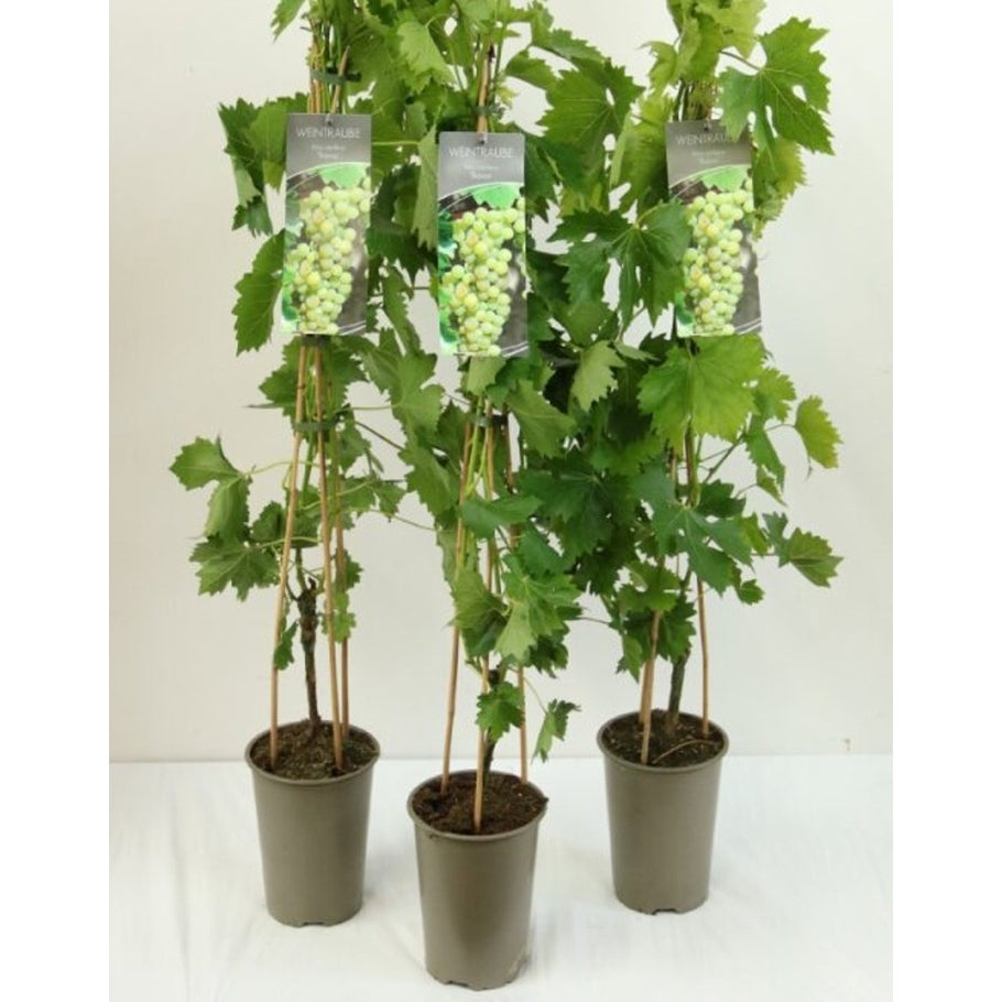 Vinranka – Vitis 'Bianca' - C3 80-100 CM Stick